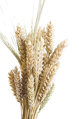 Image showing wheat