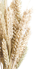 Image showing wheat