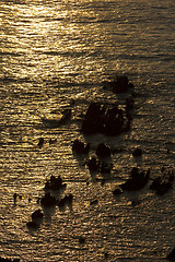 Image showing ocean at sunset