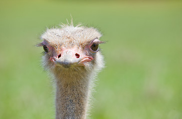 Image showing ostrich wildlife