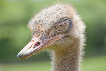 Image showing ostrich wildlife
