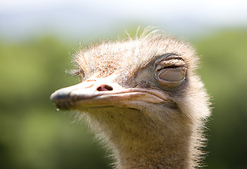 Image showing ostrich wildlife