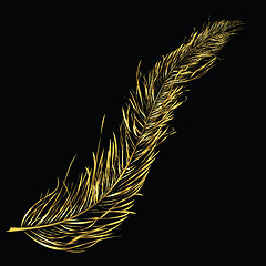 Image showing Golden feather 