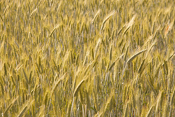 Image showing Wheat