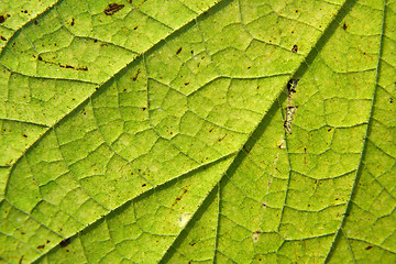 Image showing Leaf