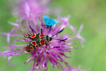 Image showing Butterfly