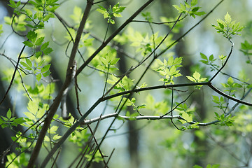 Image showing Leaves