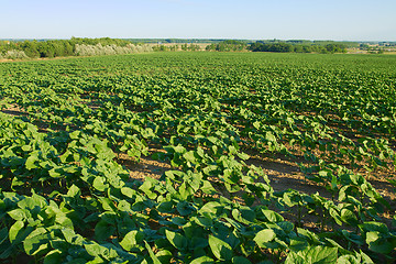 Image showing Agriculture