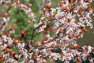 Image showing Spring tree