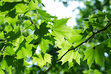 Image showing Leaves