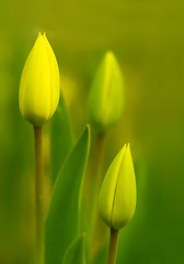 Image showing Tulips