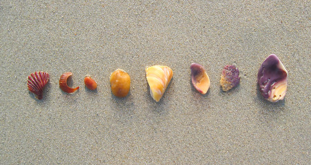 Image showing Rainbow Shells