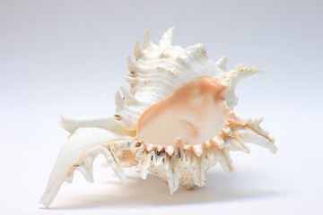 Image showing cockleshells