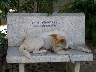 Image showing Taking a nap. Chiang Mai. Thailand