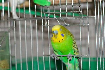 Image showing green parrot