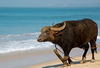 Image showing Indian Buffalo on the Beach