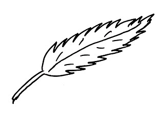 Image showing leaf