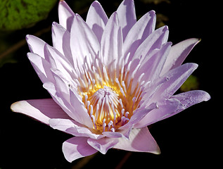 Image showing Pink Lily