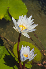 Image showing White Lily's