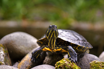 Image showing Eastern painted turtle