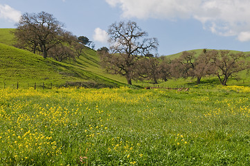 Image showing Green hills