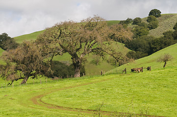 Image showing Grassy hill