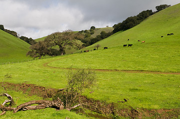 Image showing Grassy hill