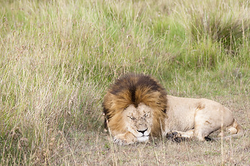 Image showing African Lion