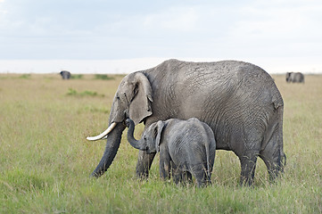 Image showing African elephants