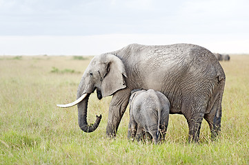 Image showing African Elephant nursing her calf