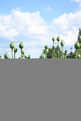 Image showing poppy field