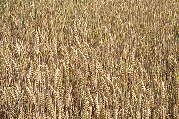 Image showing golden corn field