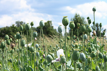 Image showing poppy field