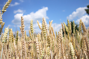 Image showing golden corn field