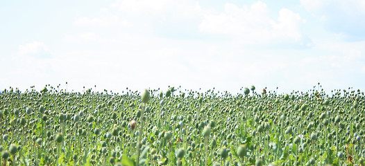 Image showing poppy field