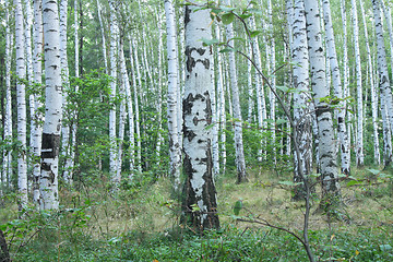 Image showing green forest