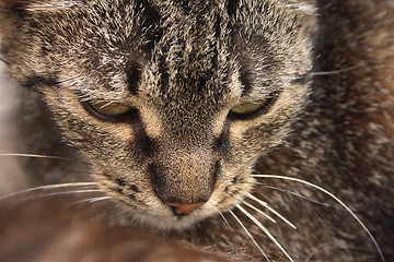Image showing detail of cat