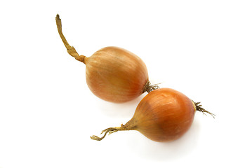 Image showing onion