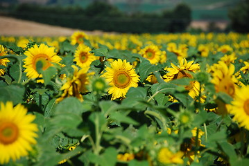 Image showing Sunflowers Meadow, Tuscany