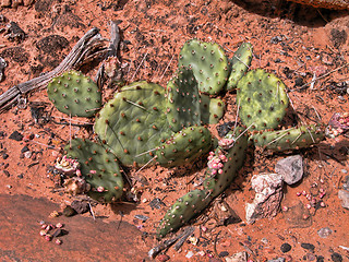 Image showing Cactus in the Grand Canyon