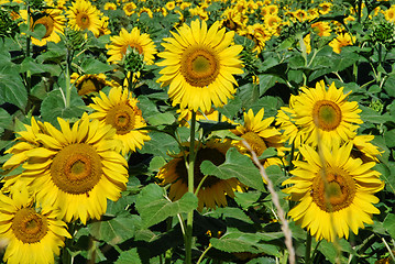 Image showing Sunflowers Meadow, Tuscany