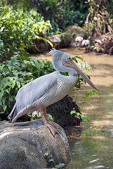 Image showing Birds Park in Kuala Lumpur