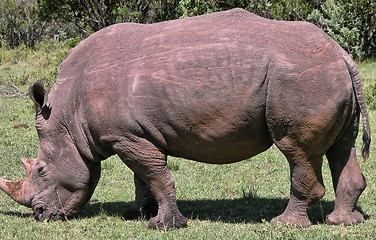 Image showing Detail of Kenya, Africa during Spring 2005