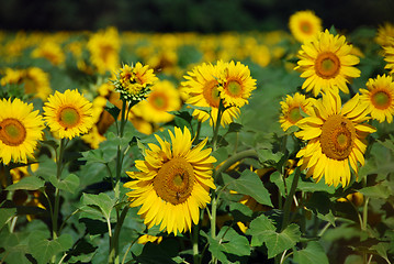 Image showing Sunflowers Meadow, Tuscany