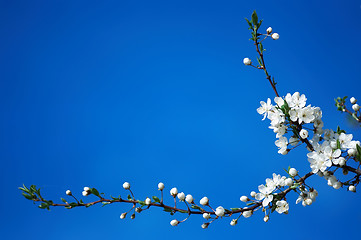 Image showing spring blooming