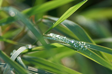 Image showing grass