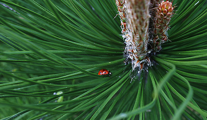 Image showing Ladybird