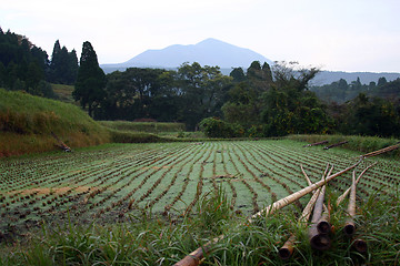 Image showing Rice Field