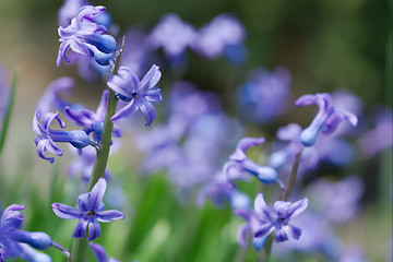 Image showing Flowers