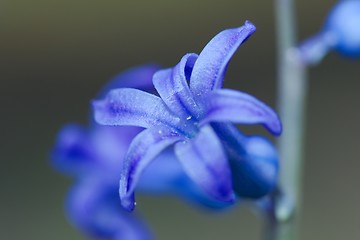 Image showing Flower